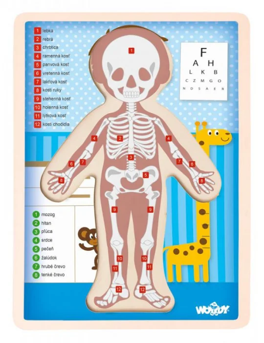 Woody Drevené puzzle Ľudské telo - chlapček